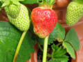Day 158 The Strawberry Buzz Today June 7 Photoaday