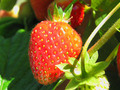 Day 164 More Ripe Strawberries June 13 Photoaday