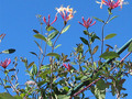 Day 238 Honeysuckle for the Blind Aug 26 Photoaday