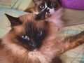 El paraíso jamás será paraíso a no ser que mis gatos estén ahí esperándome 🐱💛✨