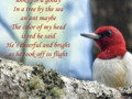 Woodpecker Woody - Poetry Pic