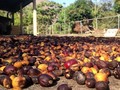 Imagen cortesia de @cafeazul_venezuela Caturra amarillo, proceso #natural. El proceso de beneficio pos del café natural; consiste en secar las cerezas de café con la pulpa y la Concha. Es un secado más lento, que los cafés lavados y los cafés desconchados; por la humedad adicional de la pulpa y de la Concha. Normalmente, tarda entre 15 y 20 días soleados. Una vez seco, sus aromas son similares a uvas pasas, frutas maduras, vino tinto y azúcar morena o papelón (panela). Luego, al trillarlo, si el secado fue bien logrado, los aromas se mantendrán en el grano y, al tostarlo, se convertirán en frangancias complejas; frutales-cítricas, florales, etc. Su sabor en taza; más denso, más dulce... #CafeAzul #QGrader #guayoyo_bistro #coffee #cafe #arabica