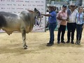 Campeón Ternero Reservado🏅 Feria AgroExpo Caribe 2022 📍Barranquilla, Atlántico.   Gujarat 908/21🎖Hijo de Napole JF x Gujarat 537/6.   #Agroexpocaribe2022 #GanaderiaGujarat #Guzera #guzeraleiteiro #dobleproposito