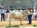 GUJARAT 893/21 🥇Primer puesto competencia de 11 a 12 meses.  Hija de nuestro gran Toro Mr Najib.  @asocebucol