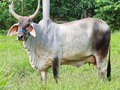 Resultados de una buena planeación, cuando hay objetivos claros. GUJARAT 801/9, bacao s x genuino da natal. Un ejemplar que reúne las características para una buena hembra d9ble propósito.