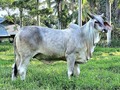 Con esta postal, les deseamos una feliz navidad a todos nuestros amigos. Ella es hija de napole jf x gujarat 592/7 (sulfo tabo x calice jf). Un abrazo a todos 🙏🙏🙏