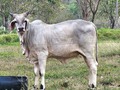 De el kinder de nuestra ganadería, Napole jf x bacao s. Reúne un balance ideal para nuestro foco de selección. 👍👍