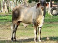 De los que nos desvela para verlos crecer y ver sus crias. Beijim s × sulfo de tabo x urutu da vic x edipo alagonia. Balance, LECHE, caracterización y fortaleza  Producto GUJARAT