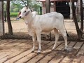 Que tal esta hembra del ordeño. 3 meses de edad mostrando ya sus virtudes. Escuadrado jf x gujarat 442 (calice jf x gujarat 113). Como dice un amigo don con doña!!!!! lo mejor de esta cría, son 3 generaciones probadas en controles lecheros @asocebucol   GUJARAT marcando el camino !!!! @guzerajf