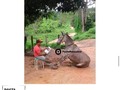 Un burro que habla/ Más contenido en @postamasculina #postamasculina⠀ [All credits to their respective owners]
