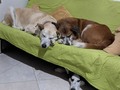 Esto, en ocasiones, se sale de control.