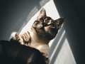 Haciendo malabares con el tiempo🎪 🕒 para poder editar contenido para mis redes logré encontrar un nuevo estilo que me gustó mucho, poco a poco me acerco más a la esencia de mis gustos. . Musa :🐱 Lilith ( La michinguis ). Fotografía realizada con #xiaomimia1 . #bogota🇨🇴 #cats #prettycat #lightroom #lightroompresets #myedition #worldcats