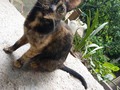 La consentida de la casa #mariposa.