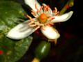 Beautiful flower of Citrus