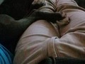 🐶🐕🐩