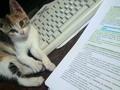Compañía de estudio #kitten #study #verano #seacabaronlasvacaciones