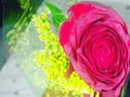 O Aprendes a querer la espina o no aceptes rosas!!... #today #gift #flower #rosa #red #friend #cute #likeforlikes #tagsforlikes #house #like4like #l4l #likelovelike #likes