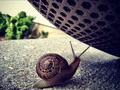 Bye bye snaily. #nosnailswereharmedinthemakingofthisphoto #shoe snail