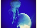 #jellyfish #livingplanetaquarium