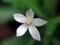 White Flower