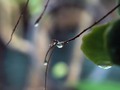 Water Drop