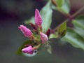 Flower Buds