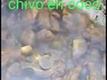 Chivo en coco PEDIDO 3016513597
