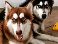 Mis bebés 😍 Ares y Zeus 💕🐺🐺