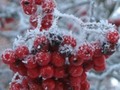 Rowanberries deepfrozen food for birds Day 37 Feb 6/10
