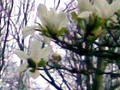 Magnolia Day 65 Mar 6/10