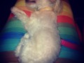 Muy cómodo el 🐶 después de un día agotador ✌️😜😏