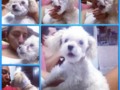 #ins #Consentido #LoMasBello que Tiene la Mami 😍🐶✌️😜😏😝☺️😉