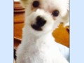 Lo mas bello de mama #Bethoven #photogrid 🐶🐶🐶😊😊😊✌🏼️✌🏼☺️☺️❤️❤️❤️❤️❤️❤️❤️