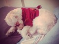 #MiPoseParaDormir 😘🐶😴 #Bethoven #TodoUnGalan #Bello 💜💙❤️💚💜💙❤️💚💜💙