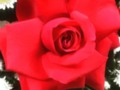 🌹😌
