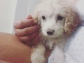 #CONNY 🐶❤️ hermochura de Mama... 😍