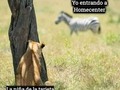 Solo están esperando el momento indicado para atacar a su presa 🤣