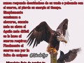 El único pájaro que molesta a un águila es el cuervo; se sienta sobre el águila y le picotea el cuello, el águila nunca responde desviándose de su vuelo o peleando con el cuervo, ni pierde su energía ni tiempo. Simplemente comienza a elevarse, cuanto más se eleva el águila más difícil se le hace al cuervo respirar. Finalmente el cuervo cae por la falta de oxígeno Moraleja: Deja de perder tu tiempo con los cuervos y elévate. #aguila #cuervo #picotear #oxigeno #elevate #elevarse #frase #frases #caracas #ccs #frasesmotivadoras #frasesdeldia #frasesmotivacionais #frasesbonitas #frasestristes #historiasdestacadas #historias
