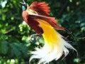 Cendrawasih Bird Of Paradise