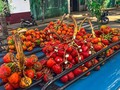 Chontaduro, el Fruto del Amor 🔥