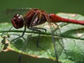 Red Darter