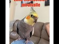 Ninfa perdida zona montecielo/miralvalle. Favor difundir 🥺🙏🏽