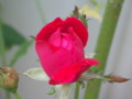 Every Rose Has A Thorn