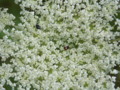 Queen Ann's Lace