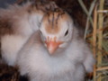 Guinea Keet