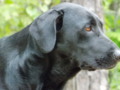 Portrait of an Old Farm Dog