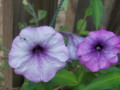 Petunia