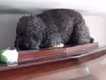 Perro no olvida a su difunta dueña y la visita en su tumba