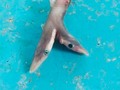 Pescador encontró pequeño tiburón de dos cabezas en India
