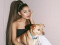 Ariana Grande creó su organización de rescate de animales, “Orange Twins Rescue”